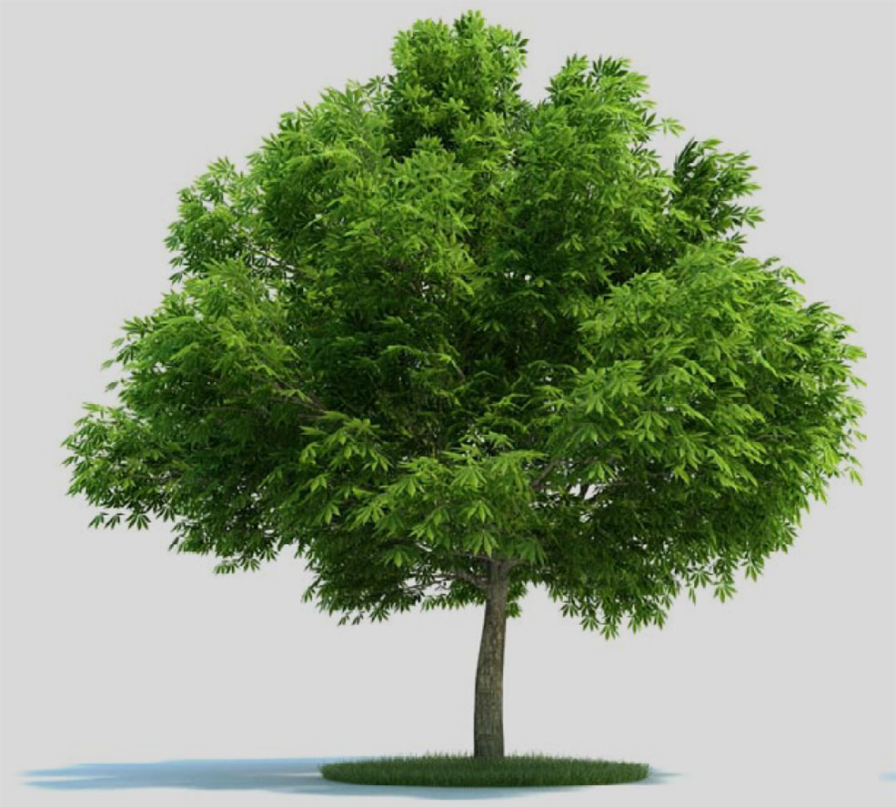 北美马栗树 七叶树 景观树C4D模型 Aesculus glabra