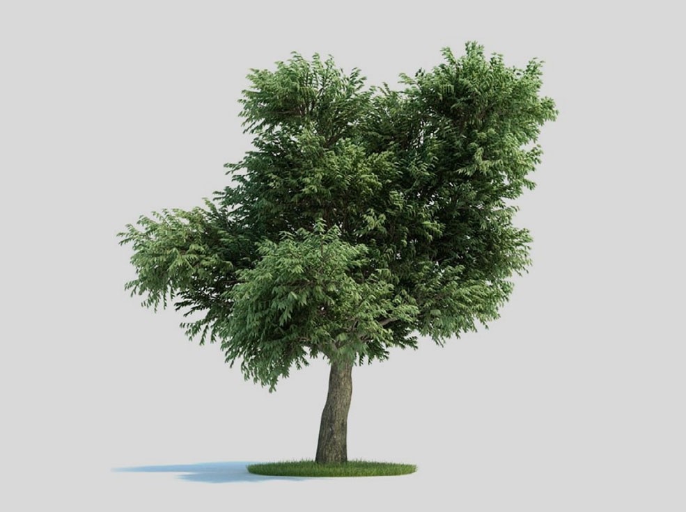 草莓树 杨梅树 景观树C4D模型 Arbutus menziesii - C4D之家 - archmodels_vol_58-6.jpg