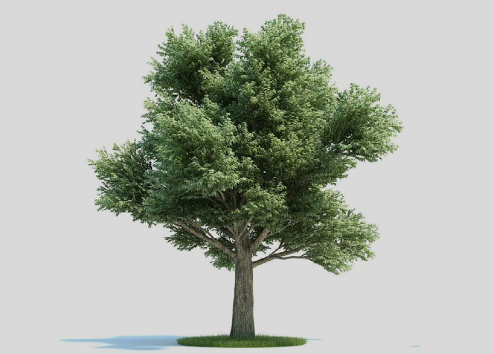 橡树 栎树 大树 景观树C4D模型 Quercus petraea - C4D之家 - 未标题-1-拷贝.jpg