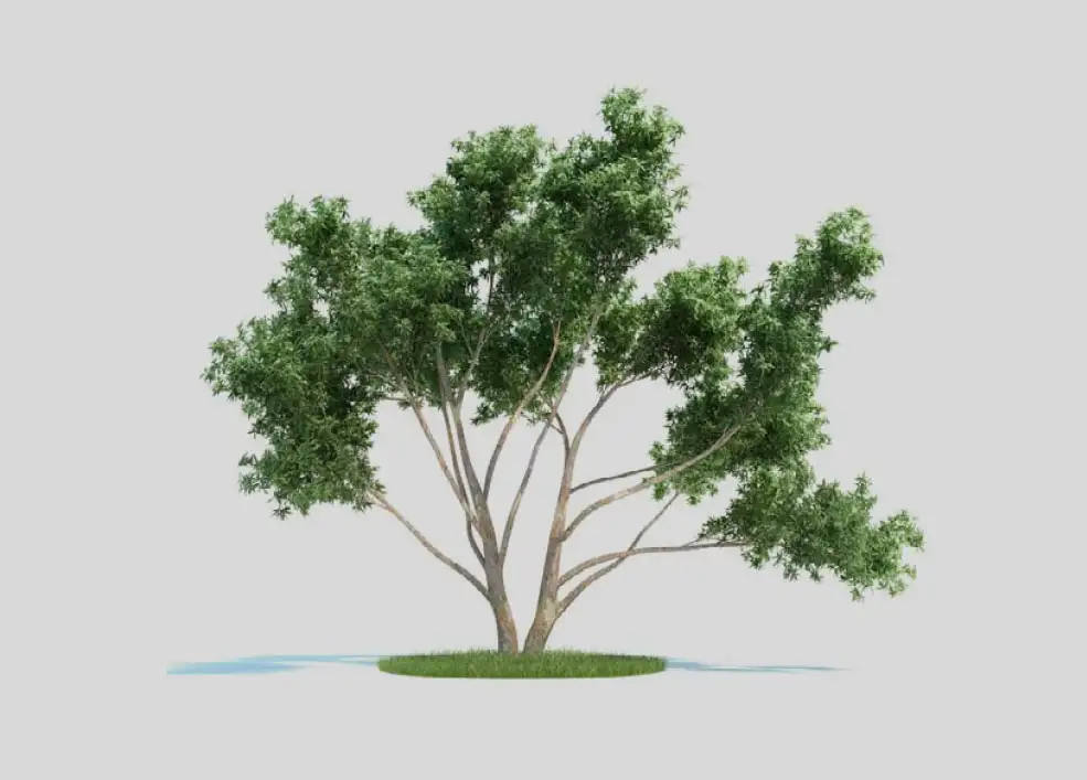 尤加利树 桉树 景观树C4D模型 Eucalyptus - C4D之家 - 未标题-1-拷贝.jpg