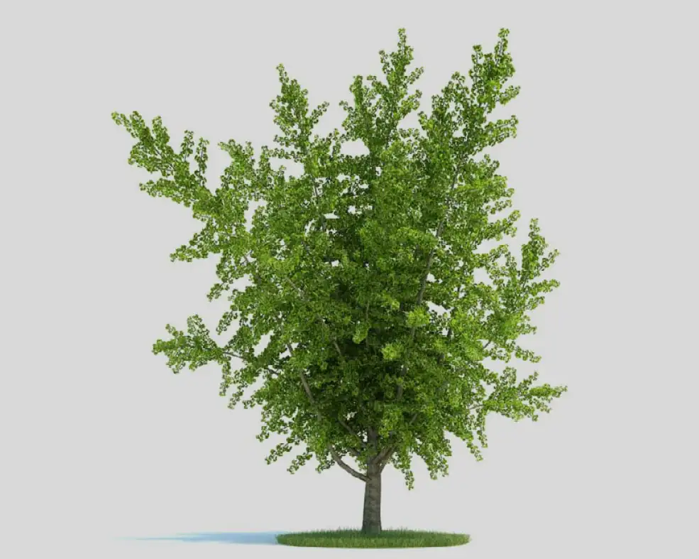 银杏树 景观树C4D模型 Ginkgo biloba