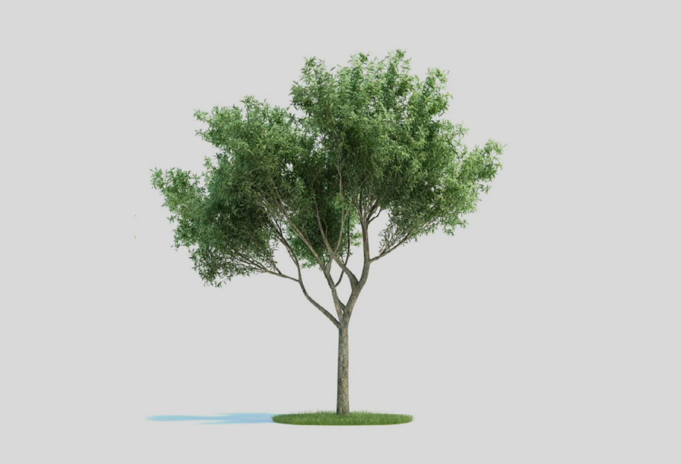爆竹柳 柳树 景观树C4D模型 Salix fragilis - C4D之家 - archmodels_vol_58-7.jpg