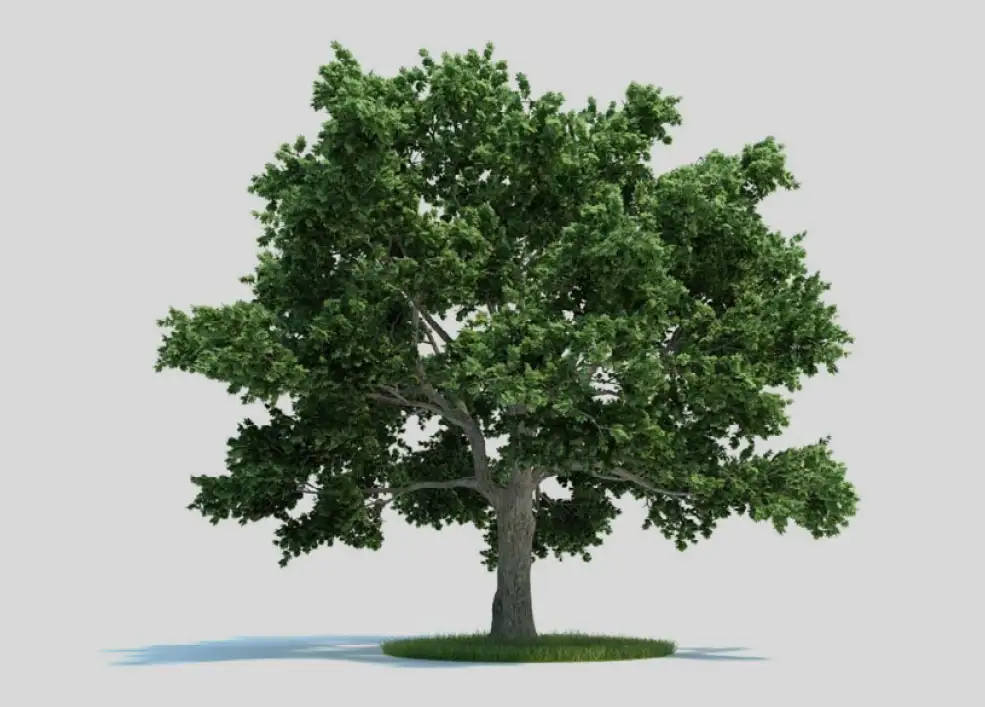 糖槭树 景观树C4D模型 Acer saccharum