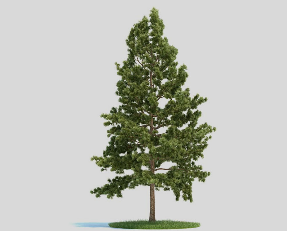 松树 东部白松 美国白松 北美乔松 景观树C4D模型 Pinus strobus - C4D之家 - 未标题-1.jpg