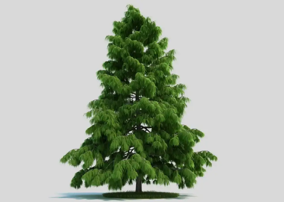 雪松 松树 景观树C4D模型 Cedrus deodara - C4D之家 - 未标题-1.jpg