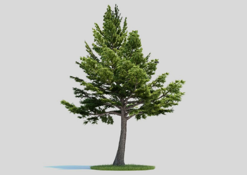 黎巴嫩雪松 雪松 松树 景观树C4D模型 Cedrus libani - C4D之家 - 未标题-1.jpg
