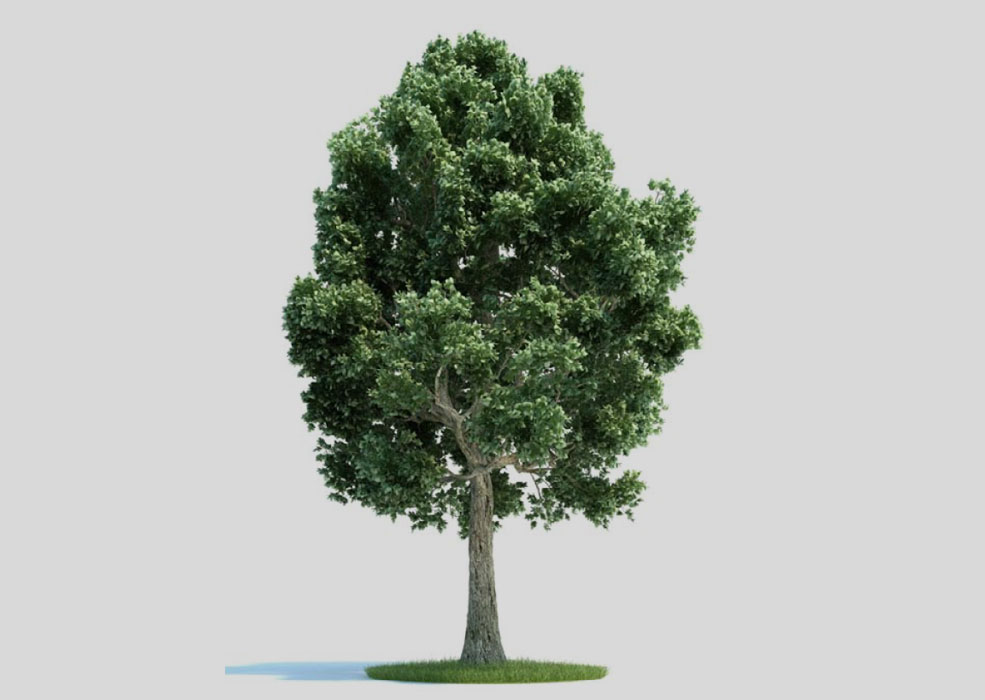 槭树 景观树 大树C4D模型 Acer 3d model