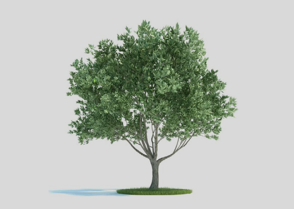 油橄榄树 景观树 大树 Olea europaea 3d model - C4D之家 - 2.jpg