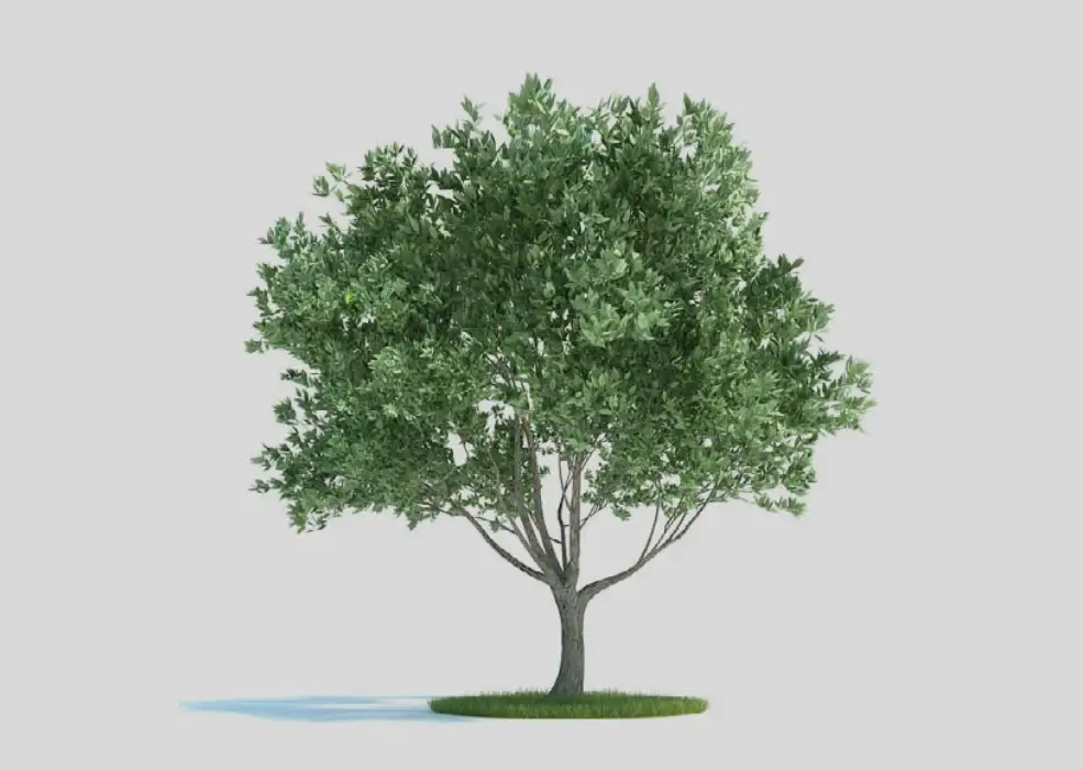油橄榄树 景观树 大树 Olea europaea 3d model - C4D之家 - 2.jpg