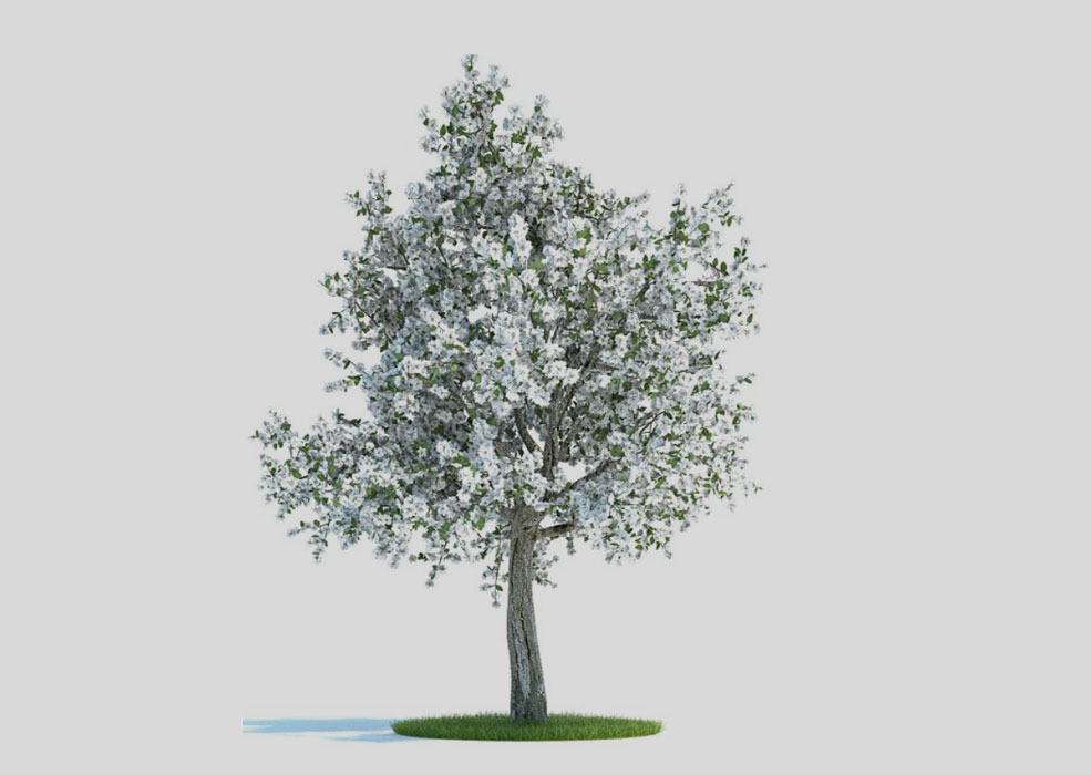 梨树 梨花 果树C4D模型 Pyrus 3d model - C4D之家 - 4.jpg