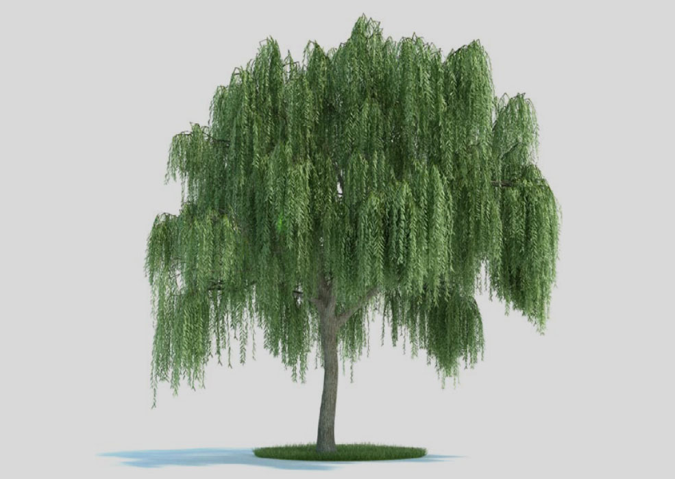 杨柳 景观树 大柳树C4D模型 Salix 3d model