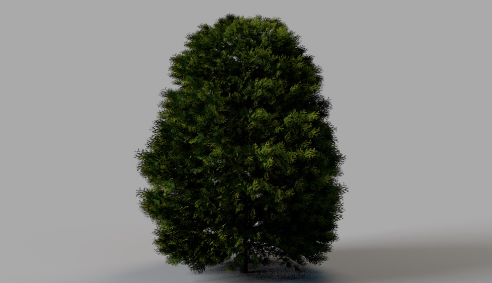 柏树 侧柏 景观树C4D模型 Cypress 3d model