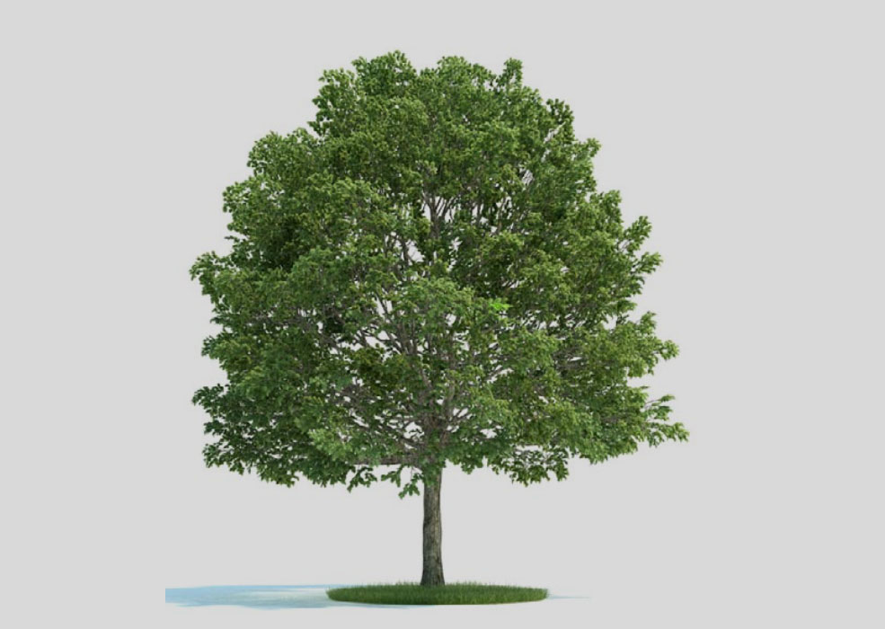 大树 景观树 鹅耳枥C4D模型 Carpinus 3d model - C4D之家 - 未标题-1.jpg