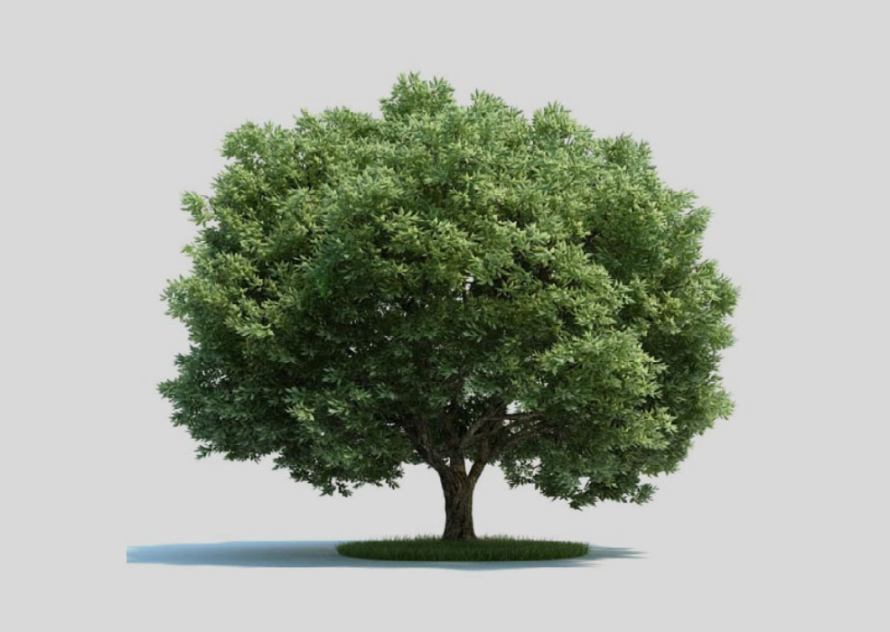 景观树 大树 爆竹柳C4D模型 salix fragilis 3d model