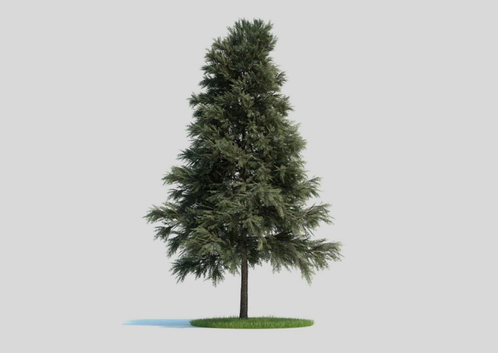 松树 景观树 欧洲赤松C4D模型 pinus sylvestris 3d model - C4D之家 - 未标题-1.jpg