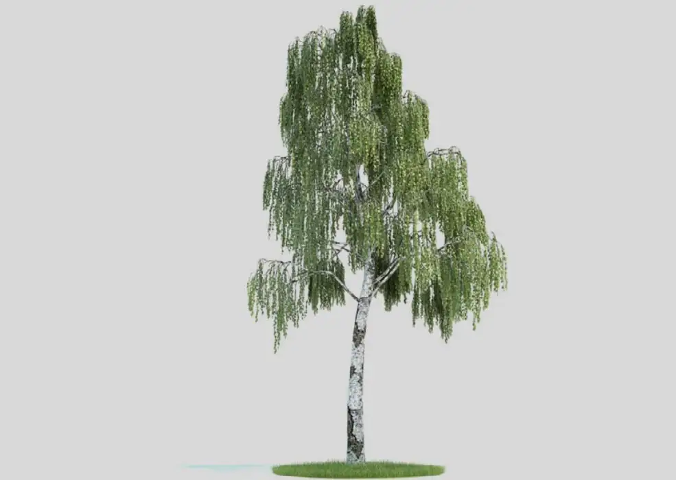 桦木 景观树 白桦树C4D模型 Betula 3d model - C4D之家 - 未标题-1.jpg