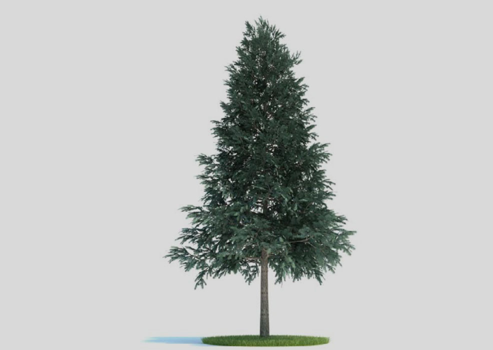 云杉 景观树 挪威云杉 欧洲云杉C4D模型 picea abies