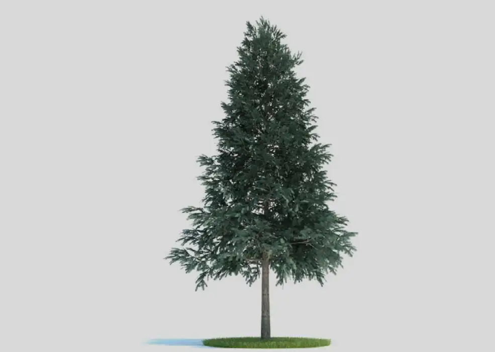云杉 景观树 挪威云杉 欧洲云杉C4D模型 picea abies - C4D之家 - 未标题-1.jpg
