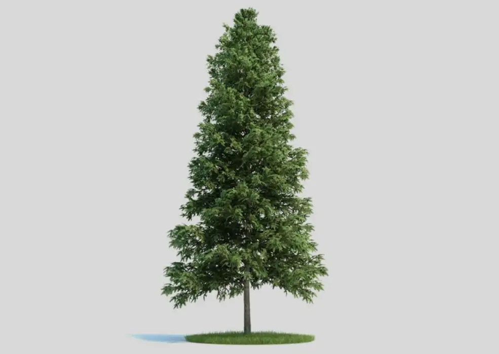 欧洲云杉 挪威云杉 白木 云杉C4D模型 picea abies 3d model - C4D之家 - 未标题-1.jpg