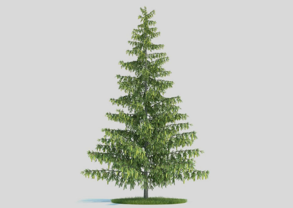 景观树 塔松 松树C4D模型 pinus 3d model - C4D之家 - 未标题-1.jpg