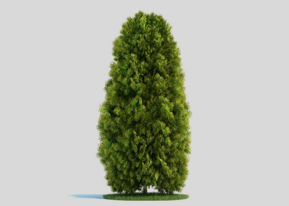 景观树 柏树 侧柏C4D模型 Thuja 3d model