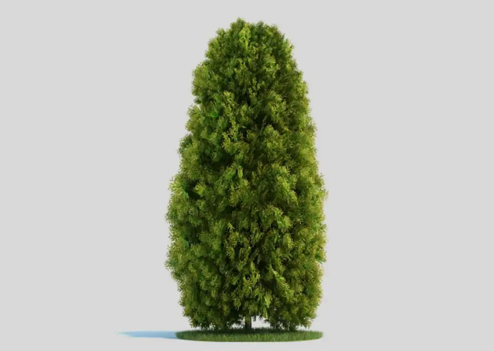 景观树 柏树 侧柏C4D模型 Thuja 3d model