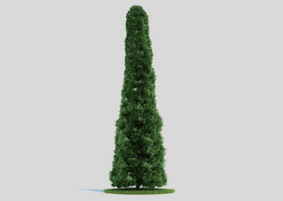常绿乔木 景观树 柏树 圆林绿化树 圆柏C4D模型 Thuja 3d model