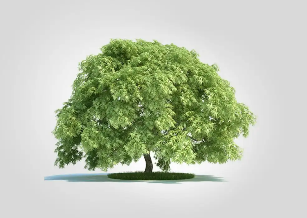 园林景观树 槭树 鸡爪槭C4D模型 Acer palmatum 3d model - C4D之家 - 未标题-1.jpg