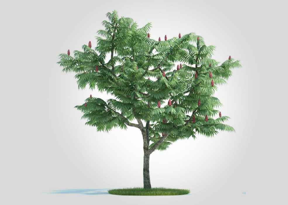 道路景观树 绿化树种 火炬树C4D模型 rhus typhina - C4D之家 - 未标题-1.jpg