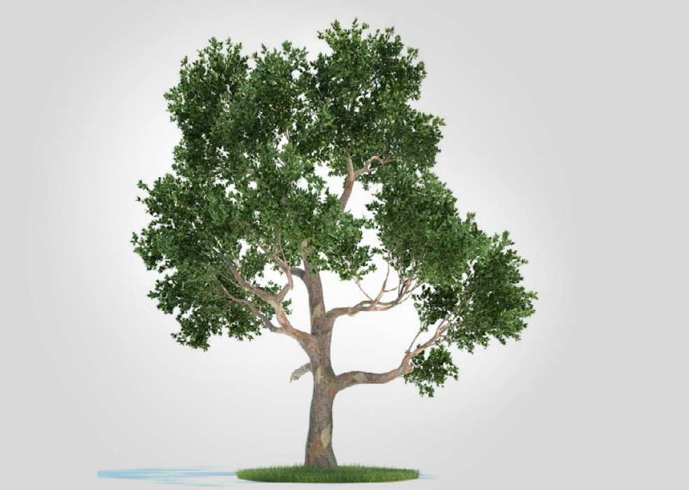 景观树 尤加利树 桉树C4D模型 eucalyptus - C4D之家 - 未标题-1.jpg