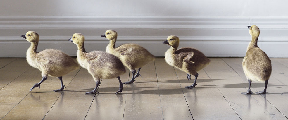 C4D阿诺德Arnold渲染器 SolidAngle C4DtoA 1.8.0 R16/R17/R18 Win/Mac 替换和谐版 - C4D之家 - arnold-1.2.jpg