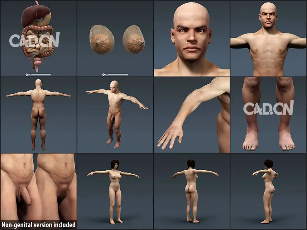 人类男性和女性完整的解剖C4D模型合集：人体器官 肌肉 心脏 内脏 脉络 骨骼 生物器官 - C4D之家 - 未命名-2.jpg