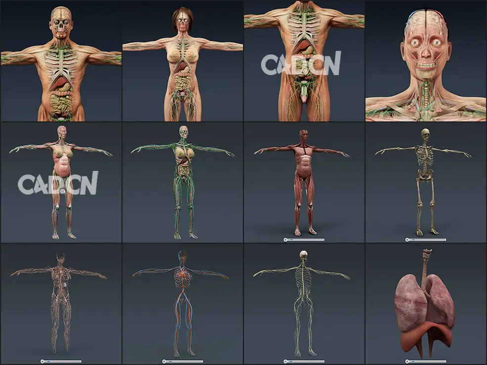 人类男性和女性完整的解剖C4D模型合集：人体器官 肌肉 心脏 内脏 脉络 骨骼 生物器官 - C4D之家 - 未命名-1.jpg