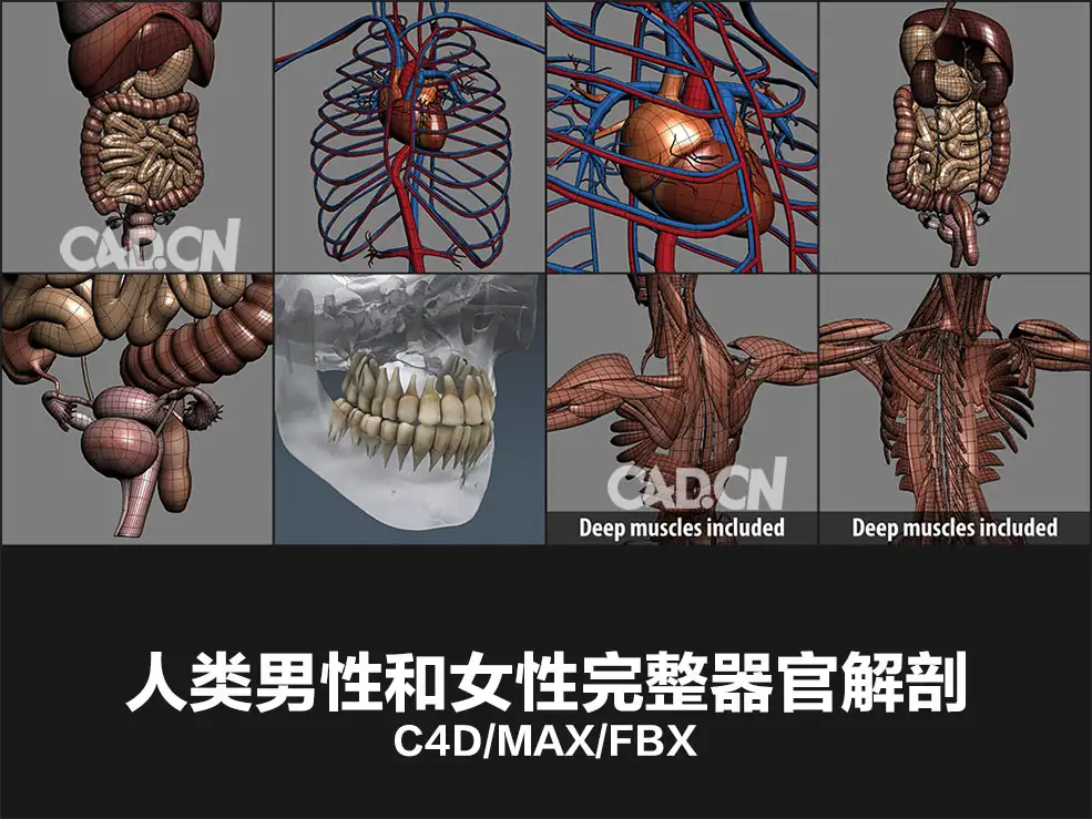 人类男性和女性完整的解剖C4D模型合集：人体器官 肌肉 心脏 内脏 脉络 骨骼 生物器官 - C4D之家 - 未命名-9.jpg