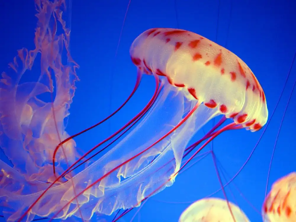 C4D水母建模渲染视频教程 Jellyfish modeling rendering