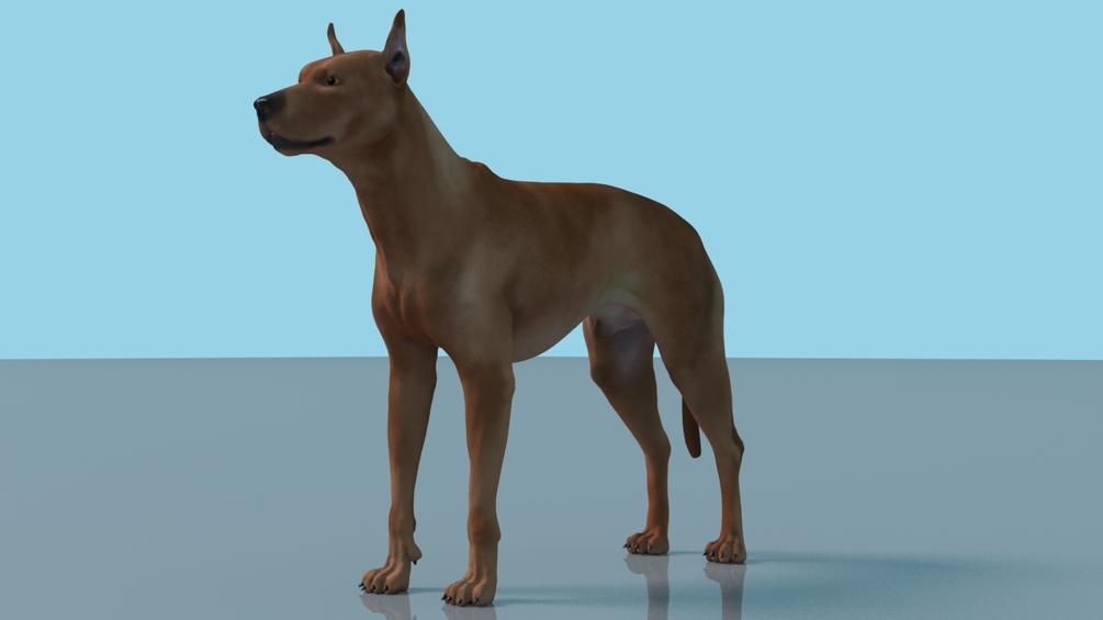 德国杜宾犬3D模型 Zbrush Dog Rig aka German Pinscher Dog Maya Rig
