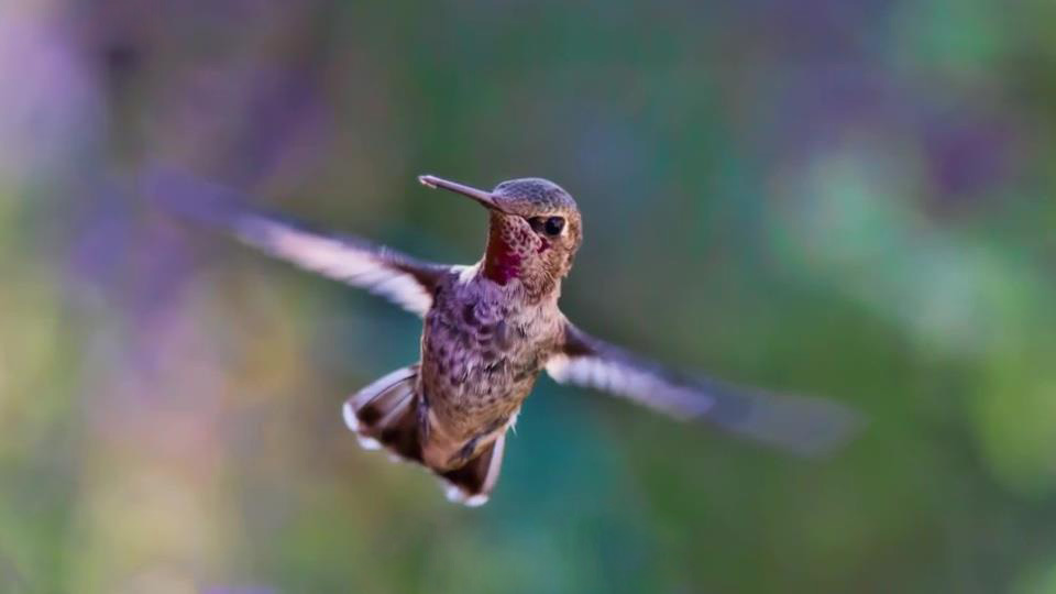 photo animator 实例图片 - C4D之家 - 5d67d06552635109.jpg