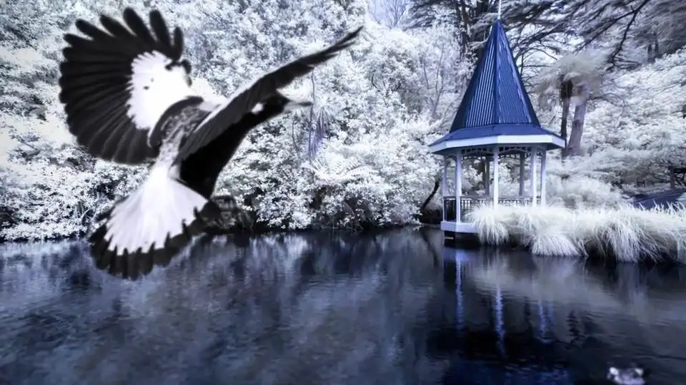 photo animator 实例图片 - C4D之家 - 49e2b1f7764581cd.jpg