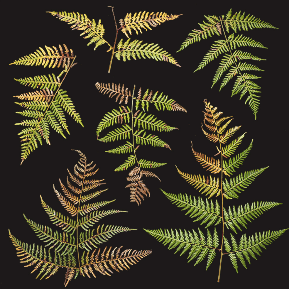 蕨类植物叶子高清贴图（包含凹凸贴图+法线贴图）Plant Ferns - C4D之家 - Plant_Ferns_okdr22_atlas_Preview.jpg