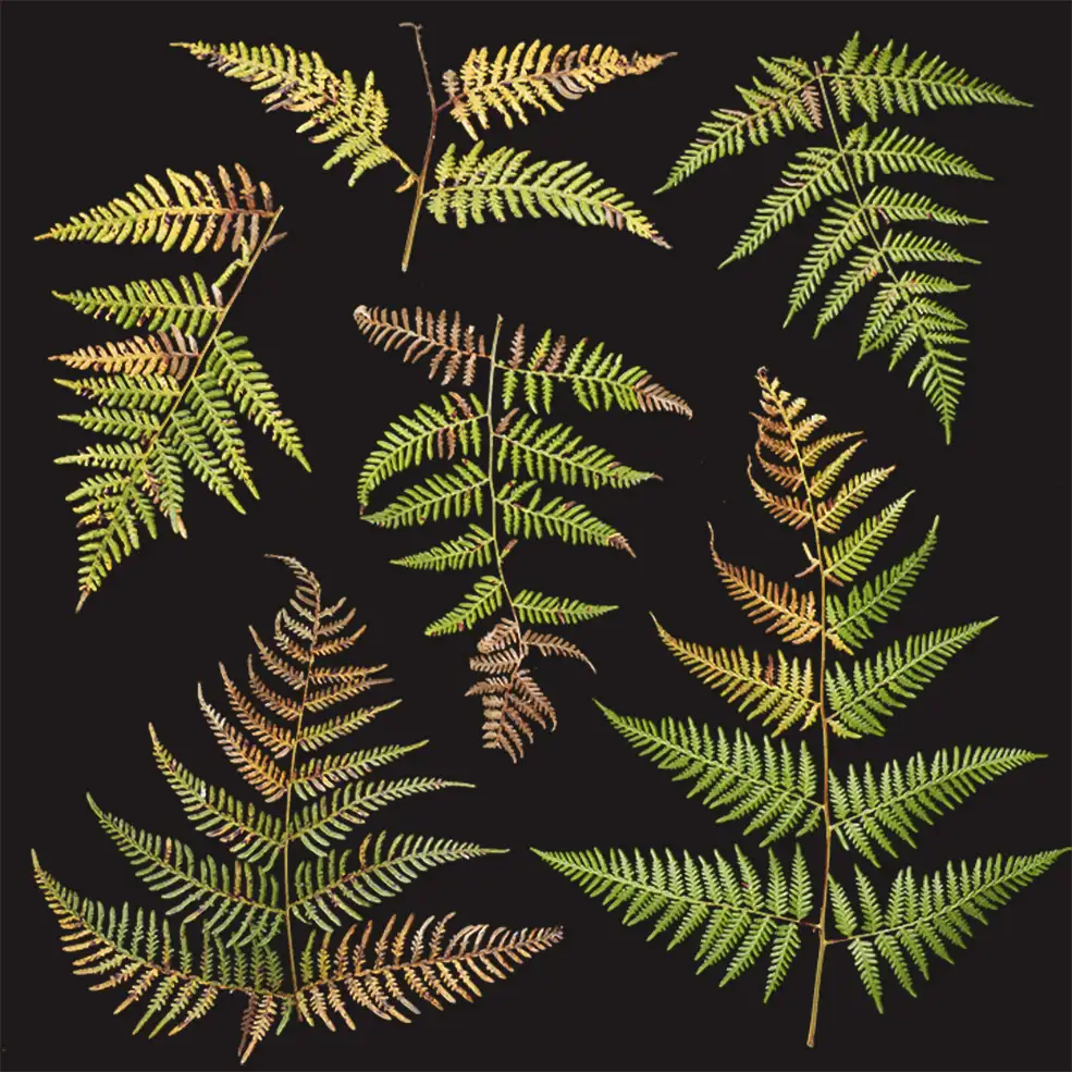 蕨类植物叶子高清贴图（包含凹凸贴图+法线贴图）Plant Ferns - C4D之家 - Plant_Ferns_okdr22_atlas_Preview.jpg