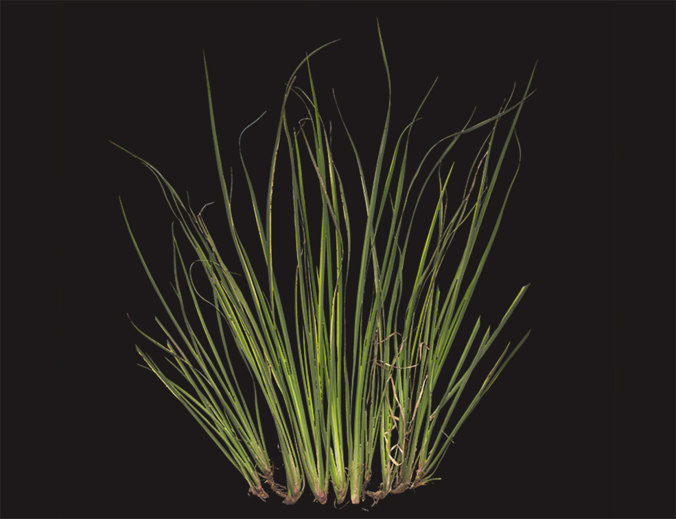 绿草植物高清贴图（含凹凸贴图+法线贴图） Plant Grass - C4D之家 - Plant_Grass_qcihF2_atlas_Preview.jpg