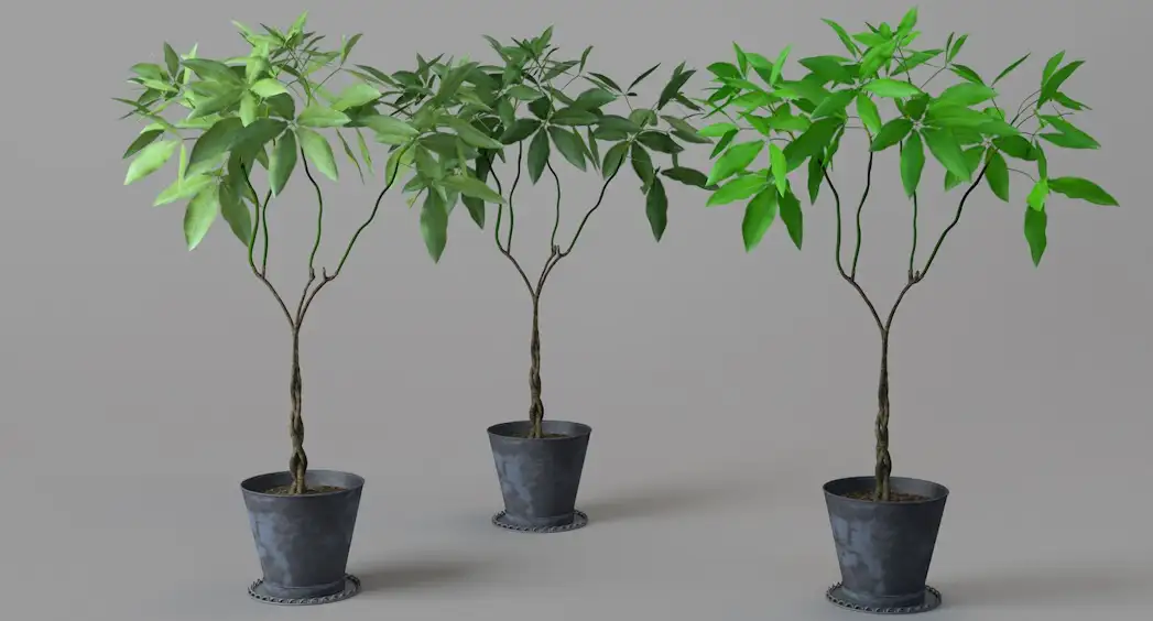 绿色景观植物：瓜栗 发财树盆景C4D模型 Pachira macrocarpa