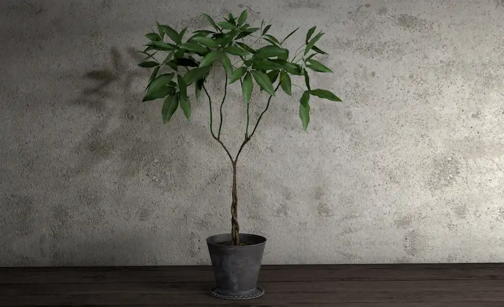 发财树盆景C4D模型 Fortune tree bonsai - C4D之家 - 未标题 6.jpg