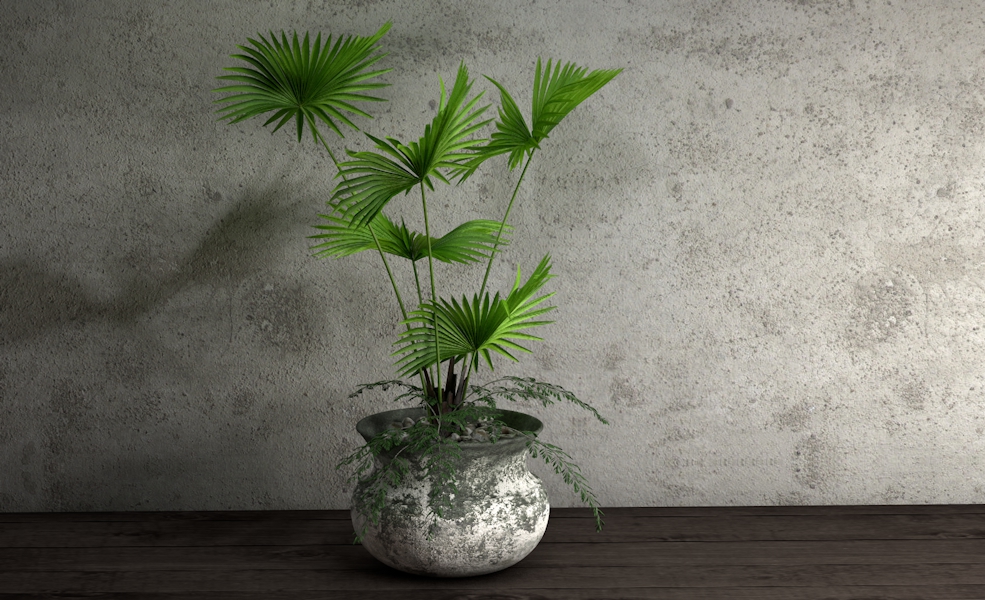 蒲葵盆景C4D模型 Livistona chinensis