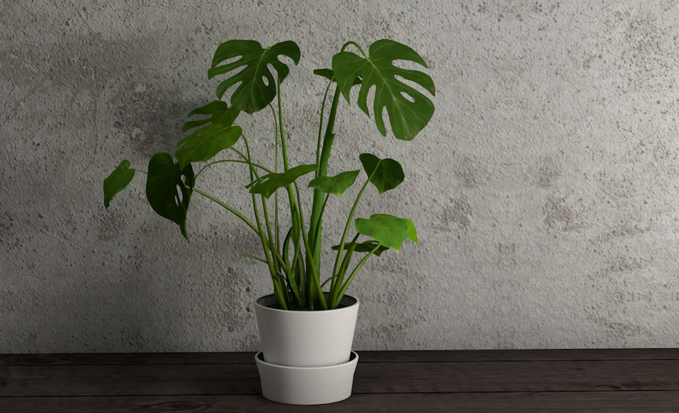 景观盆景 龟背竹C4D模型 Monstera deliciosa