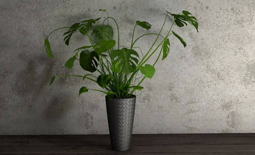 室内景观花瓶 龟背竹花瓶C4D模型 Indoor landscape vase - C4D之家 - 022.jpg