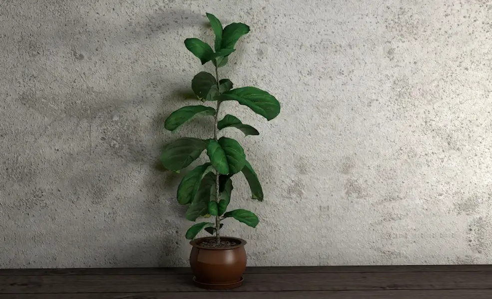 室内装饰植物 大叶植物盆景C4D模型 Potted plant with large leaves - C4D之家 - 019.jpg