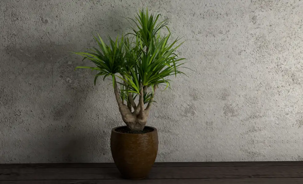 室内装饰植物 办公室景观植物盆景C4D模型 Landscape plant bonsai