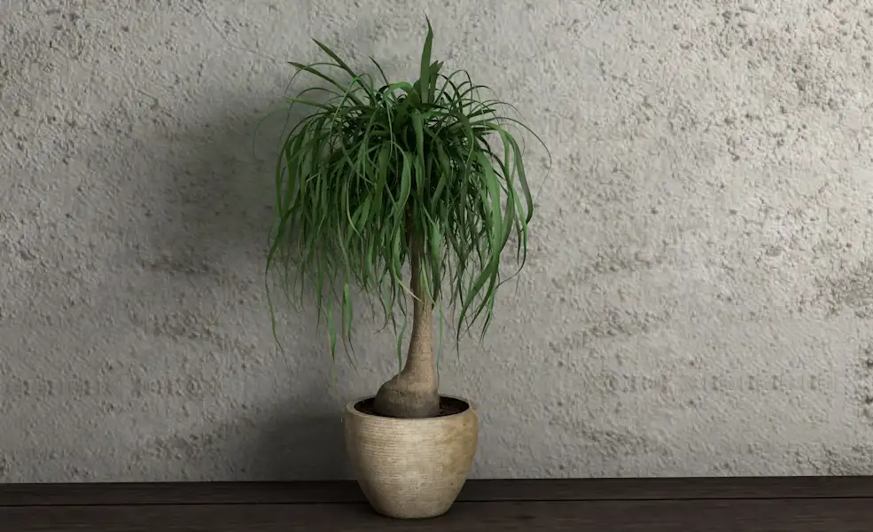 室内装饰植物 办公室景观植物盆景C4D模型 Landscape plant bonsai