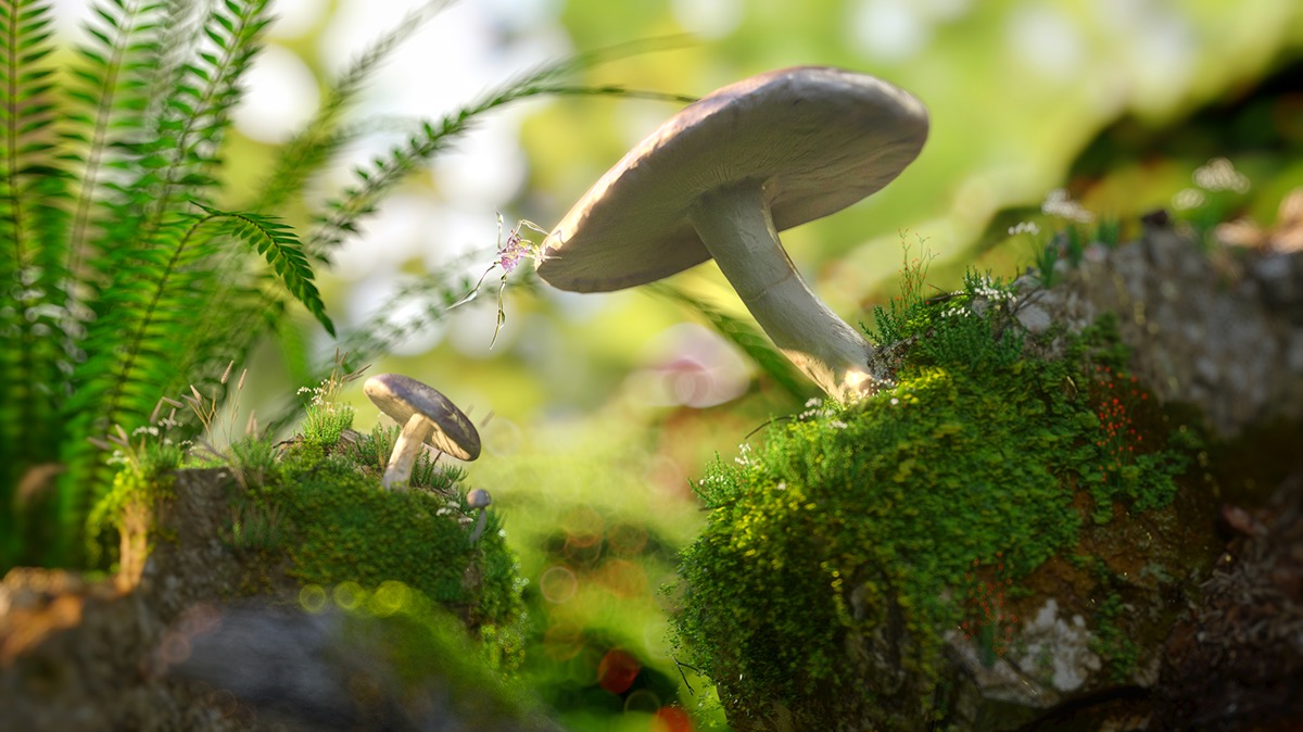 森林里的蘑菇场景C4D模型 Mushroom Octane and Cinema 4D